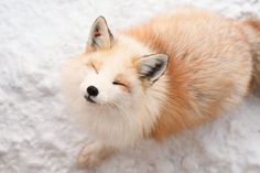 a small fox is sleeping in the snow