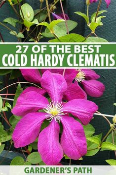 purple flowers with green leaves and text overlay that reads, 27 of the best cold - hard clematis