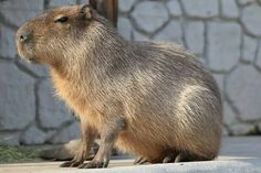 a capybara sitting on the ground in front of a stone wall