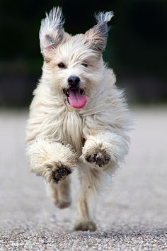 a small white dog running on gravel with its tongue out and it's mouth open