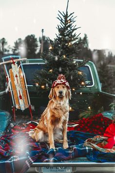 a dog sitting on the back of a truck in front of a christmas tree and presents