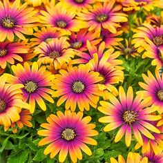 yellow and purple flowers with green leaves in the background