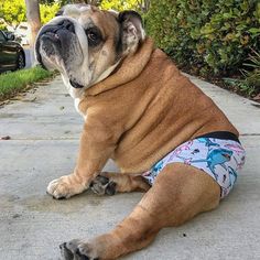 a dog wearing a diaper sitting on the sidewalk next to some bushes and trees