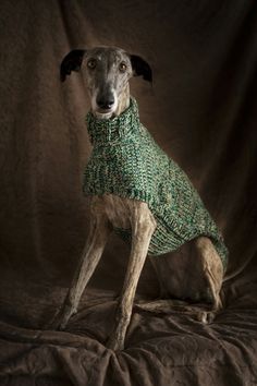 a dog wearing a green dress on top of a brown cloth covered bed sheet in front of a black background