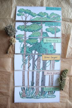 four cards showing different types of trees on the same sheet of paper with words describing them