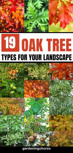 an image of different types of trees with text overlay that reads 19 oak tree types for your landscape