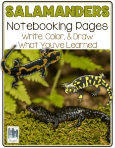 an image of two salamanders on the cover of their book, not - looking pages write color and draw what you've learned