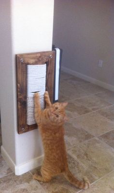 an orange cat standing on its hind legs in front of a wall mounted paper towel dispenser