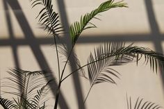 a palm tree casts a shadow on the wall