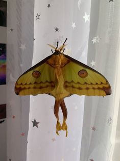 a yellow and brown moth sitting on top of a window sill next to stars