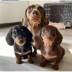 three dachshunds sitting on the floor looking up