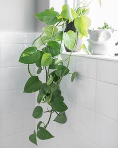 a potted plant hanging from the side of a window sill in a bathroom