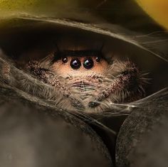 a close up of a spider on its back with it's eyes wide open