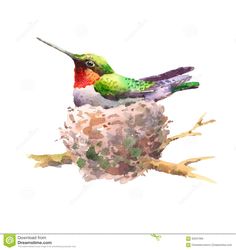 a watercolor painting of a hummingbird sitting on top of a bird's nest