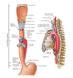 the anatomy of the neck and lower limbs