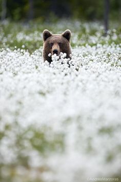 a brown bear walking through a field of white flowers