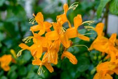 orange flowers are blooming in the garden