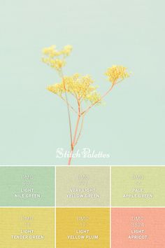 the color scheme for this photo shows yellow flowers