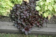 some purple and green plants are growing in the grass near a brick wall with wood planks