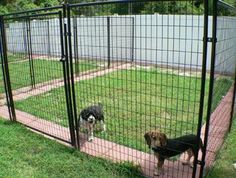 two dogs standing in front of a fenced in area with green grass and trees