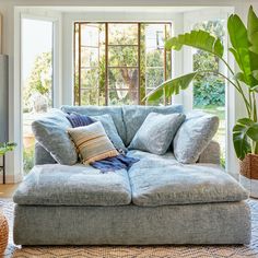 a living room with a blue couch and large potted plant in the corner by the window