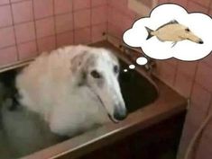 a white dog sitting in a sink with a thought bubble above it's head