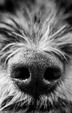 a close up view of the nose and snout of a dog's nose with long, shaggy hair