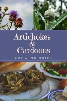 artichokes and cardoons growing guide for beginners to grow in the garden