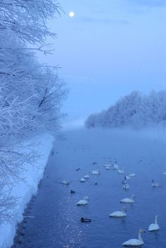 ducks and swans are swimming in the water on a cold winter day with snow covered trees