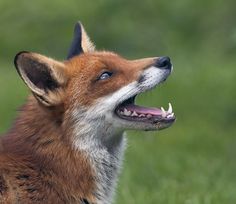 a close up of a dog with its mouth open