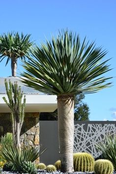 some very pretty plants in front of a house