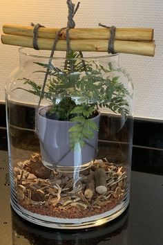 a potted plant in a glass container on top of a black table with rocks and wood sticks