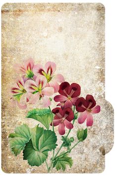 a painting of pink flowers with green leaves on an old paper textured background,