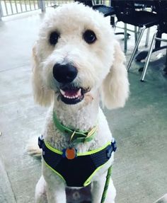 a white poodle wearing a harness sitting on top of a cement floor next to chairs