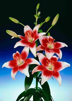 red and white flowers in a glass vase