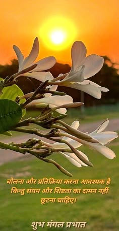 the sun is setting behind some white flowers in front of a grassy field with trees