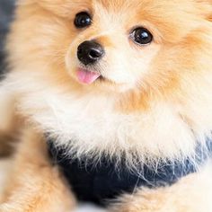 a small brown dog sitting on top of a bed