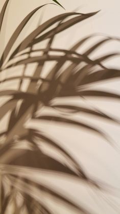 the shadow of a plant on a wall