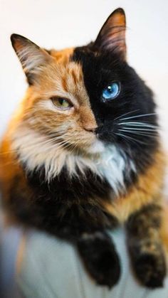 a black, orange and white cat with blue eyes sitting on a pillow looking at the camera