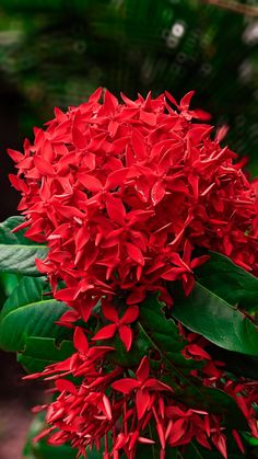 Ixora Flower Ixora Flower, Flowers Marigold, Indian Jasmine, Front Yard Landscaping Pictures, Smart Garden, Good Morning Beautiful Quotes, Wallpaper Nature Flowers, Wallpaper Nature