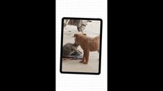 an image of a dog and cat in the same frame with other animals around it