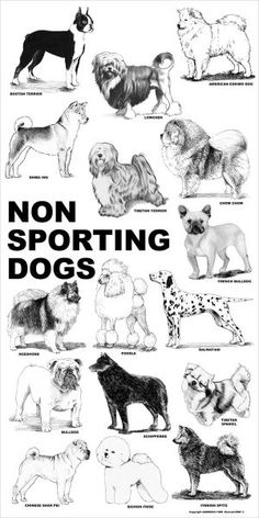 an illustrated poster with different types of dogs in black and white, including the words non - sporting dogs