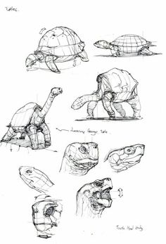 some drawings of different types of turtles