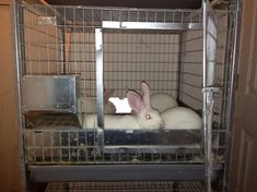 a white rabbit sitting inside of a cage on top of a floor next to a door