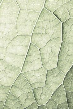 the texture of a green leaf is shown