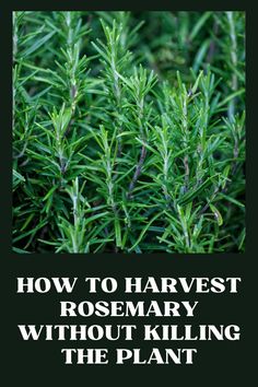 rosemary plants with the words how to harvest rosemary without killing the plant in white lettering