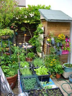 an outdoor garden with lots of plants and potted plants on the side of it