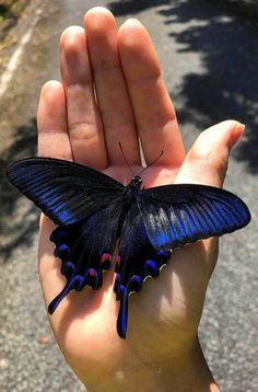 a butterfly that is sitting on someone's hand in the sunlit street area