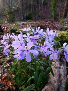 purple flowers growing out of the ground in a forest