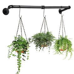 three potted plants hanging from hooks on a white wall